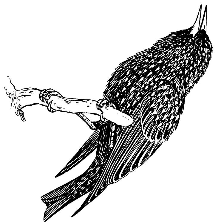 Estornino