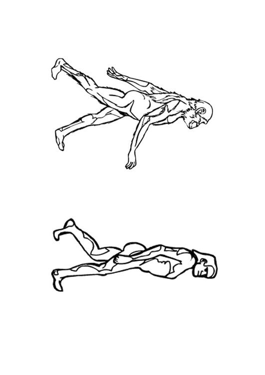 Evolución