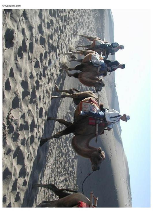 ExcursiÃ³n en el desierto con camellos