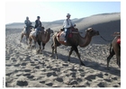 Fotos Excursión en el desierto con camellos