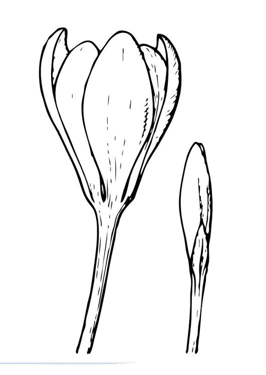 Flor del azafrán