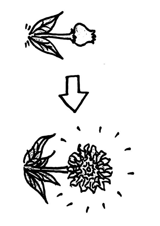 Florecer