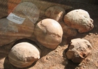 Fotos Fósiles de huevos de dinosaurio