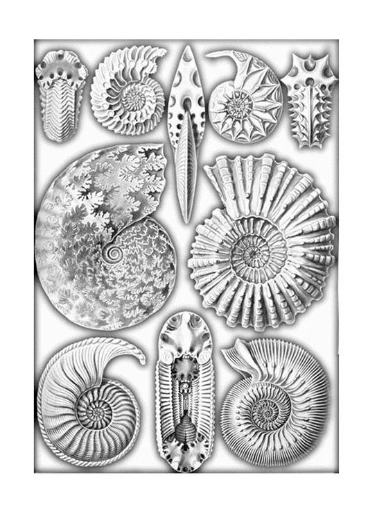 Fósiles