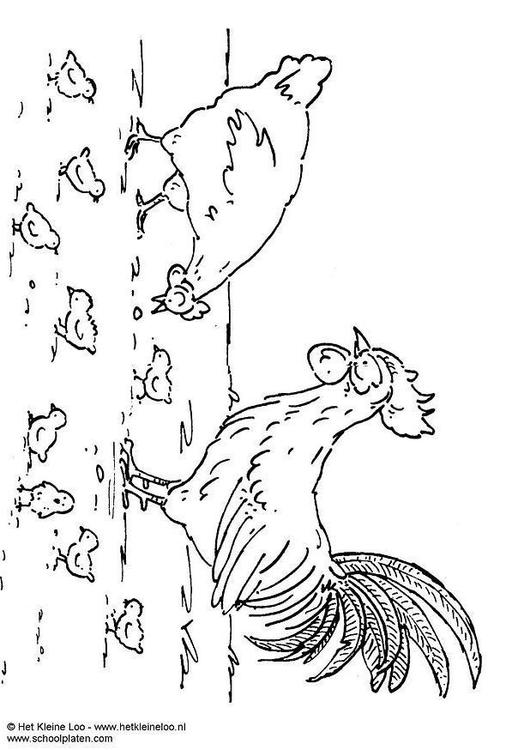 Gallina, gallo y pollo