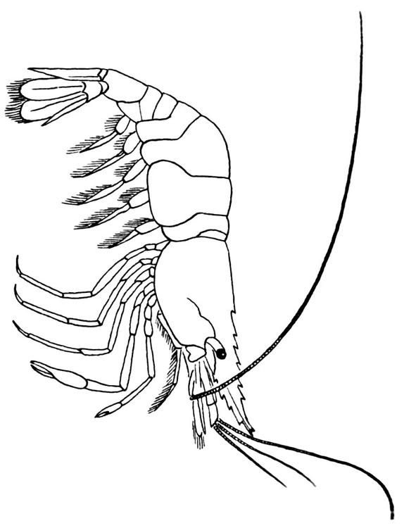 Gamba