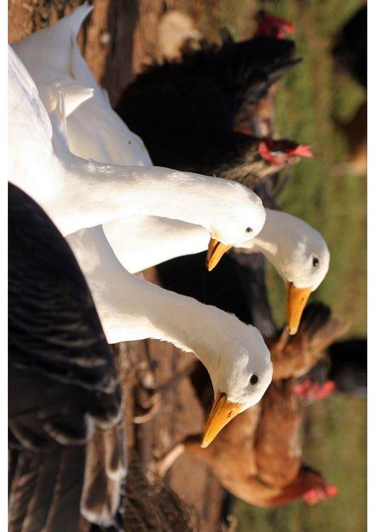 Gansos y pollos