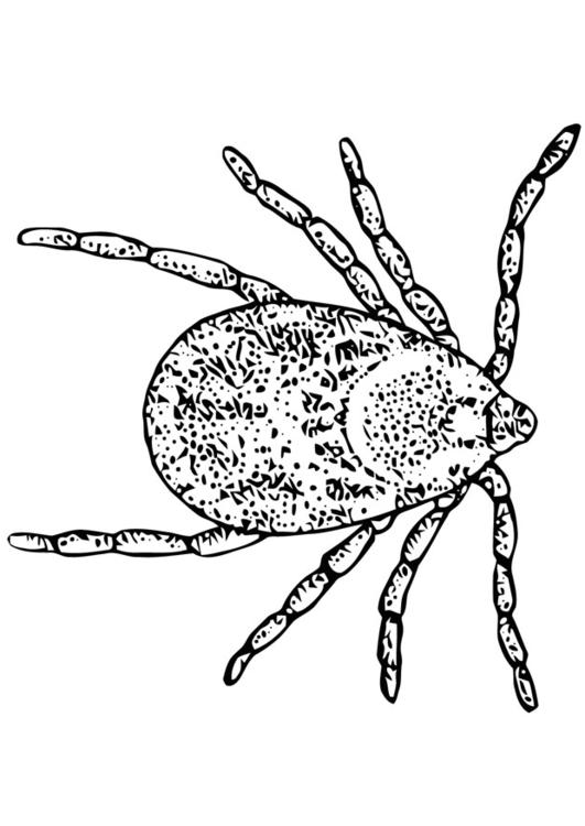 Garrapata