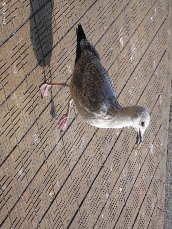 Gaviota