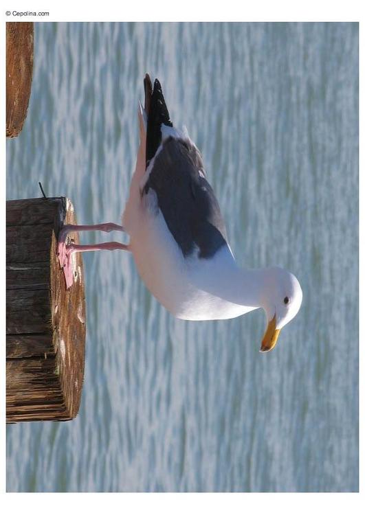 Gaviota