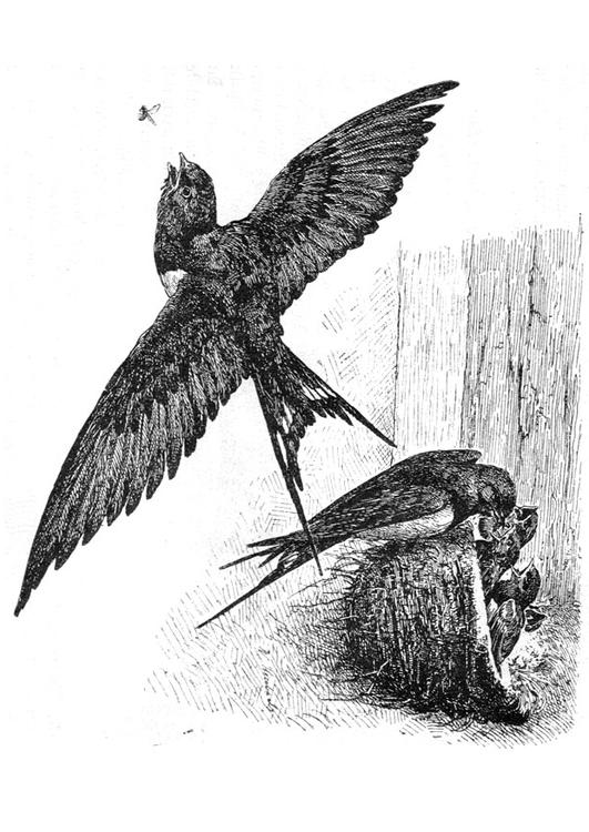 Golondrina