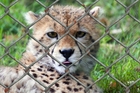 Fotos guepardo en jaula