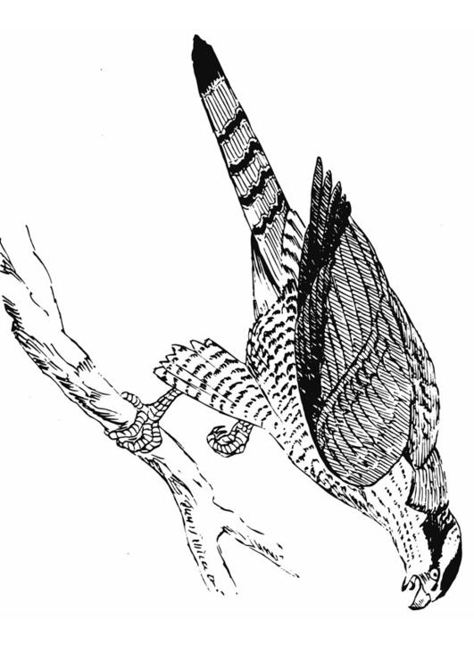 Halcón