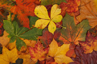 Fotos hojas de otoño