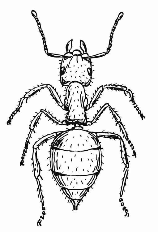 Hormiga