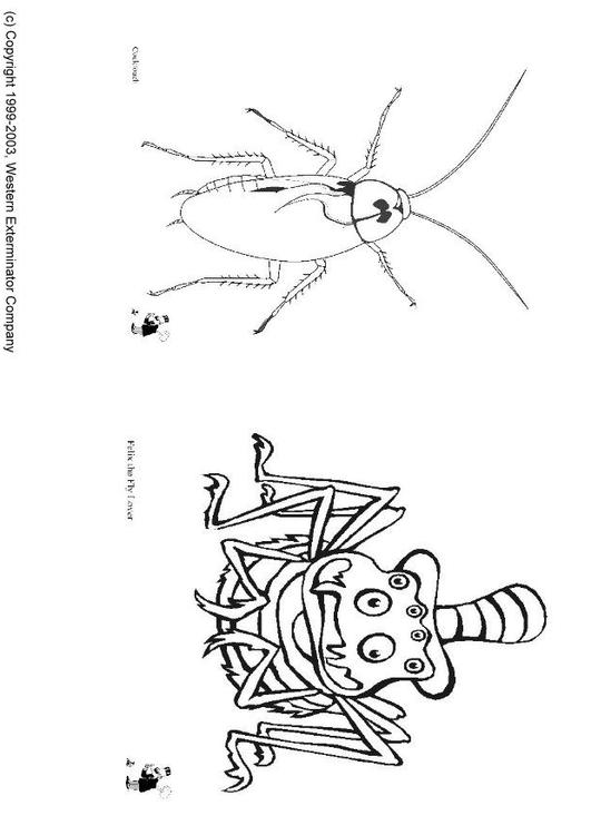 Insectos
