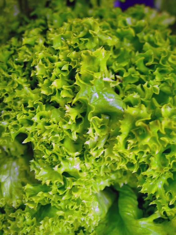 Lechuga