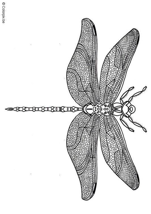 Libélula