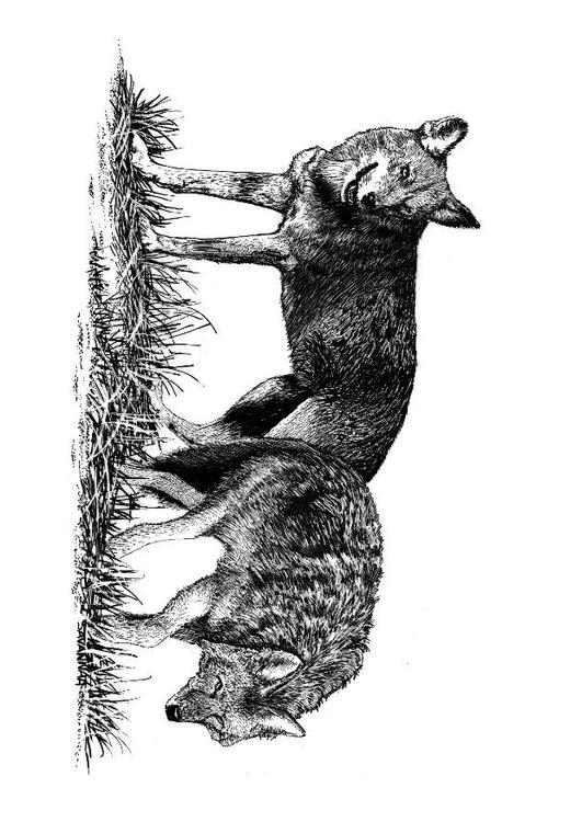 Lobos