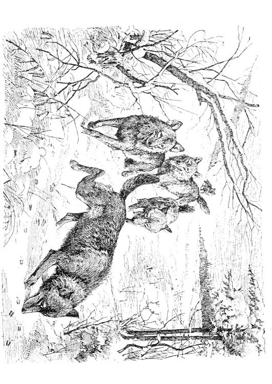 Lobos