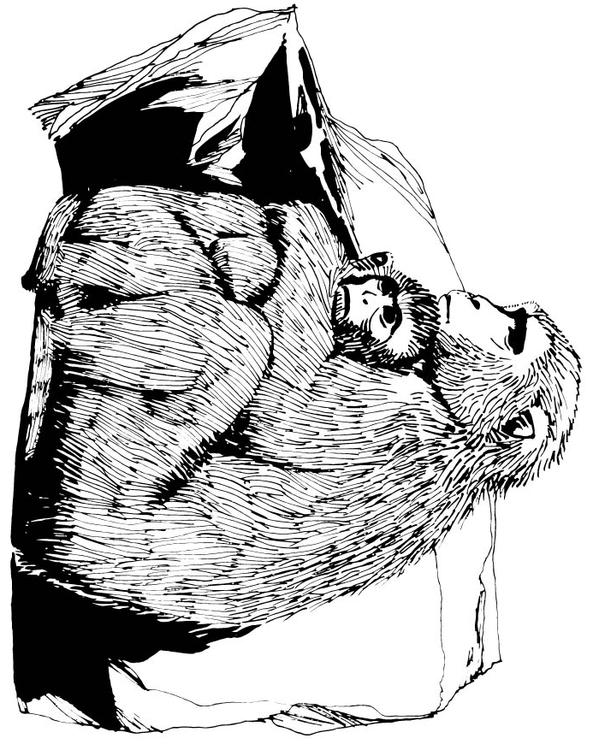 Macaco