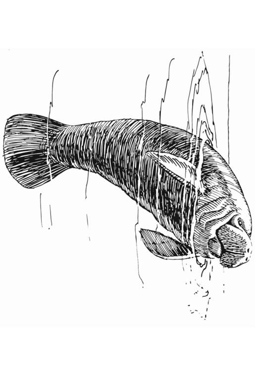 Manatí
