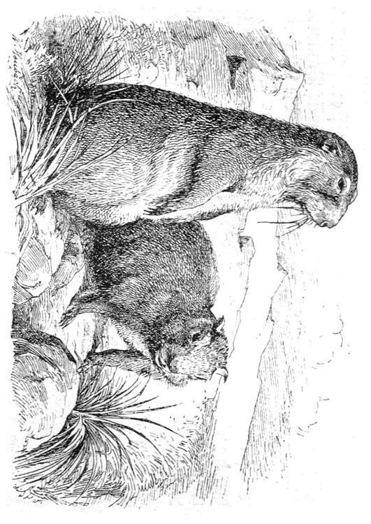 Marmota