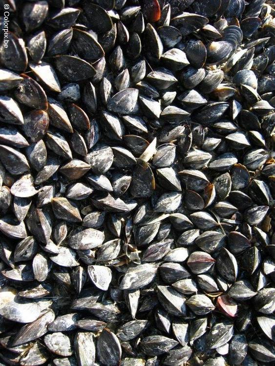 Mejillones