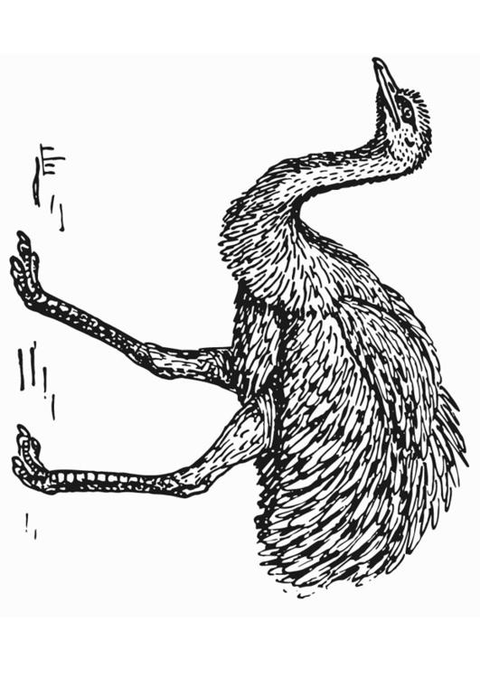 ñandú - avestruz