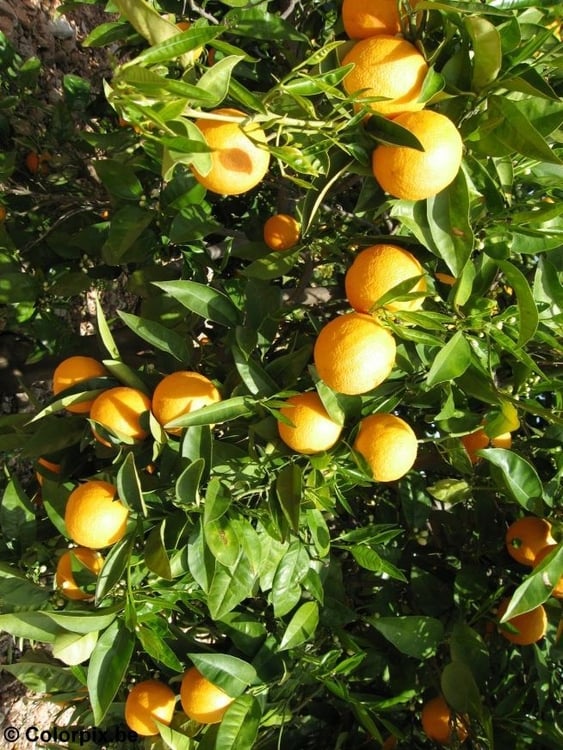 Foto Naranjas