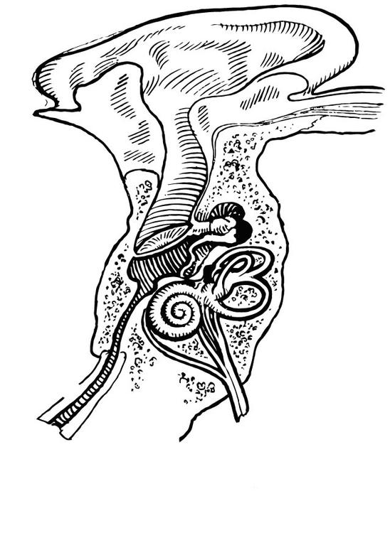 Oído interno