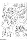 Orangután