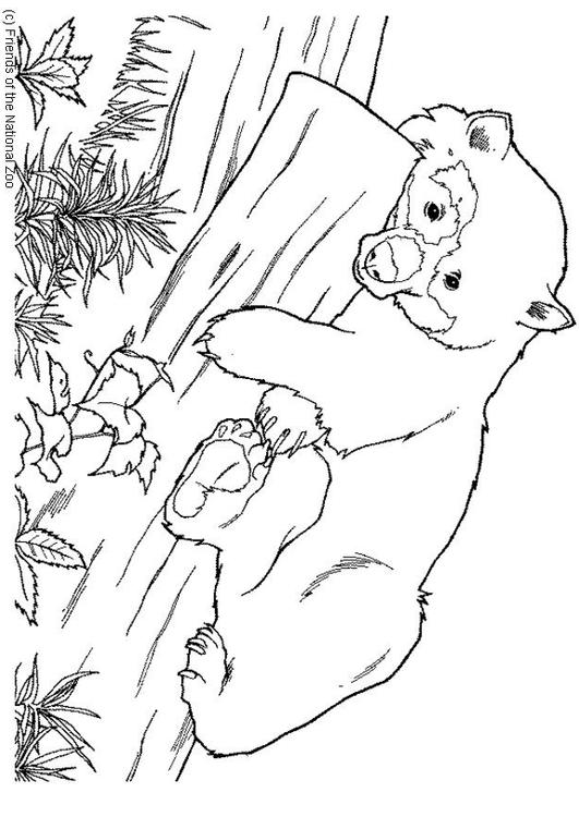 Oso