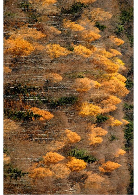 Otoño en el bosque