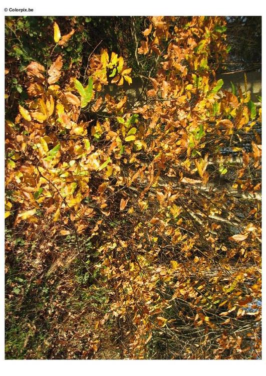 Otoño en el bosque