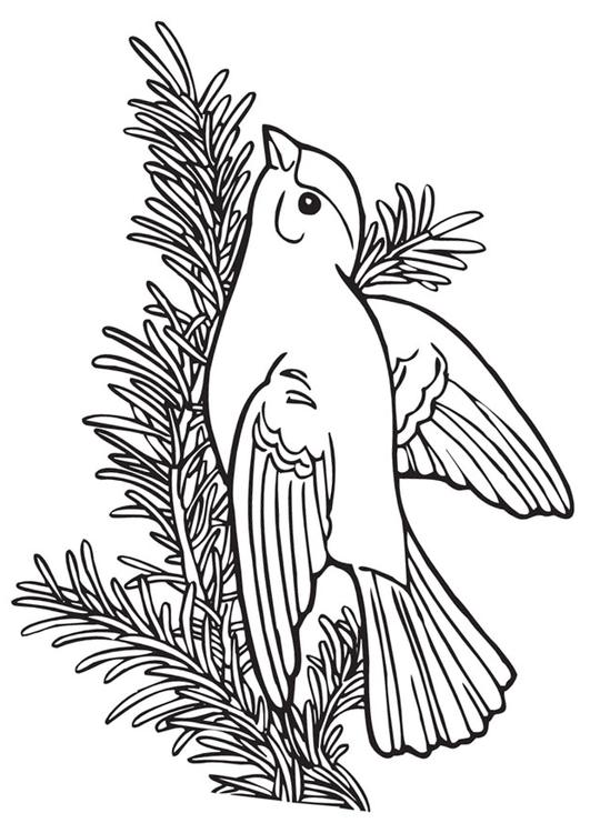 Pajarito