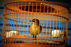 Fotos pájaro en jaula - cautiverio