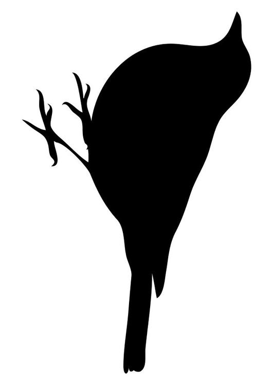 Pájaro