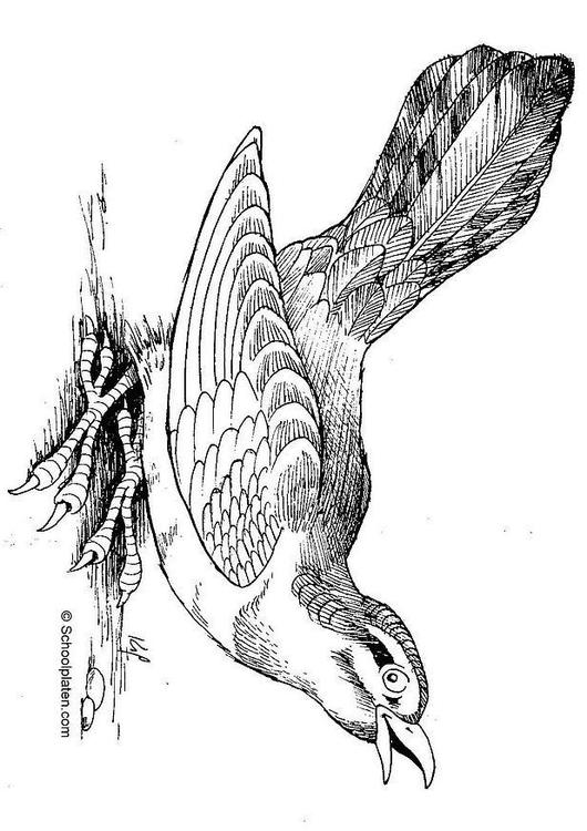 Pájaro