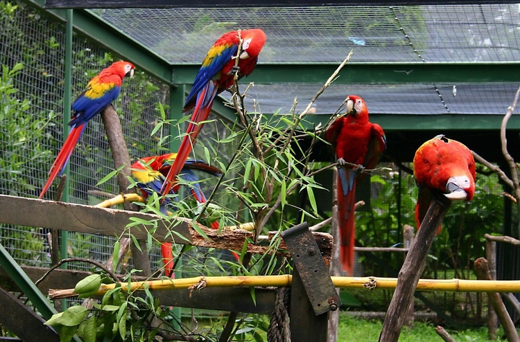 Foto papagayos en jaula