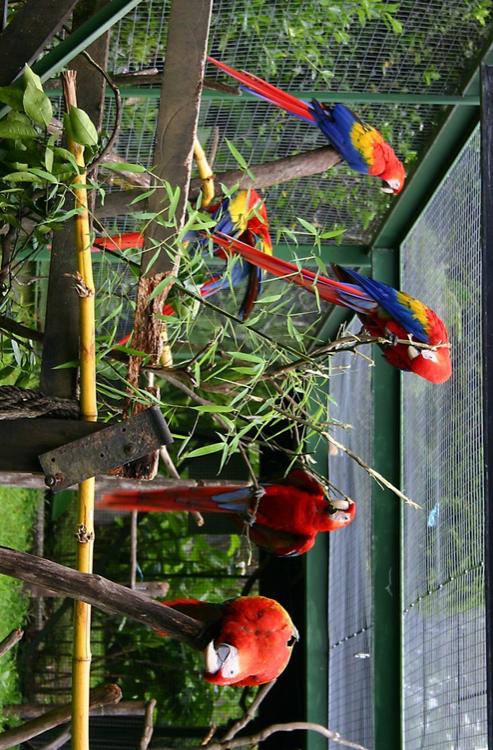 papagayos en jaula