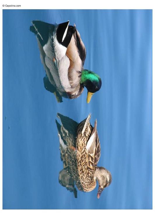 Patos