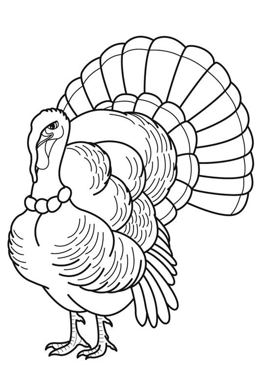 Pavo