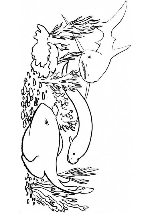 Peces - tiburón