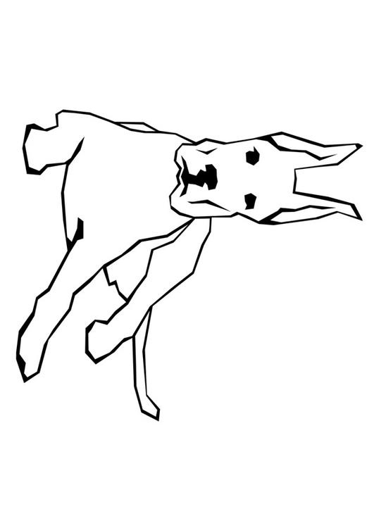 Perro
