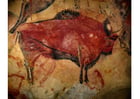 Fotos pintura prehistórica - bisonte