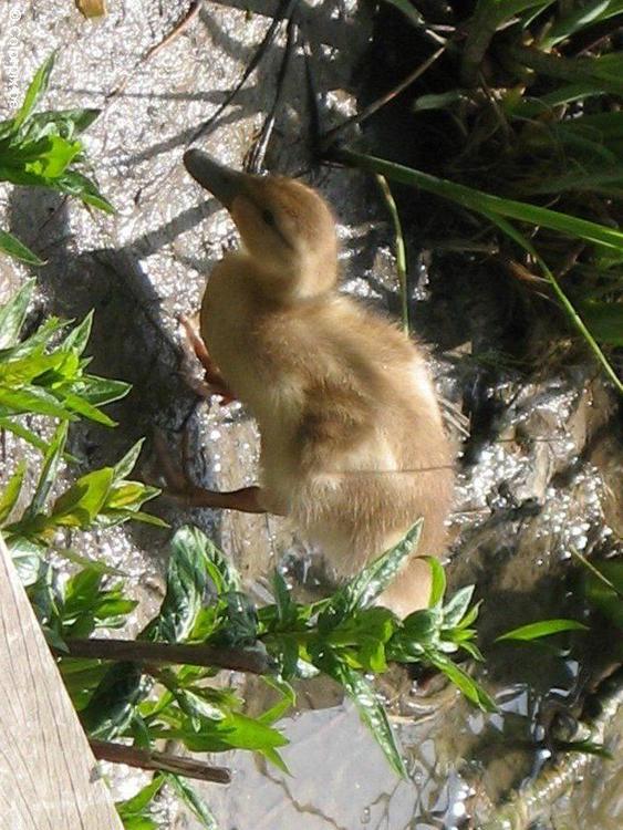 Polluelo de pato