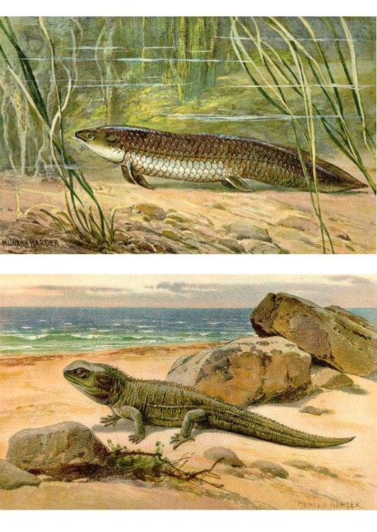 Primeros animales en la tierra