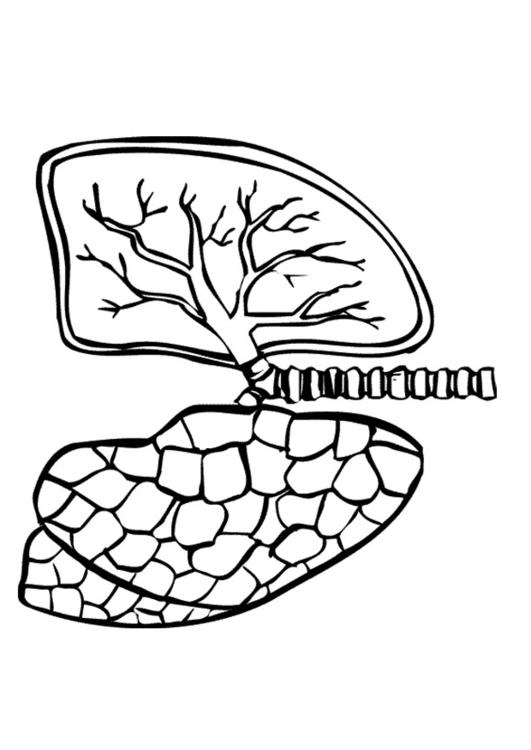 Pulmones