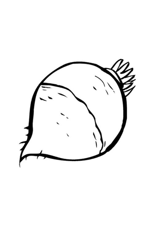 Rábano